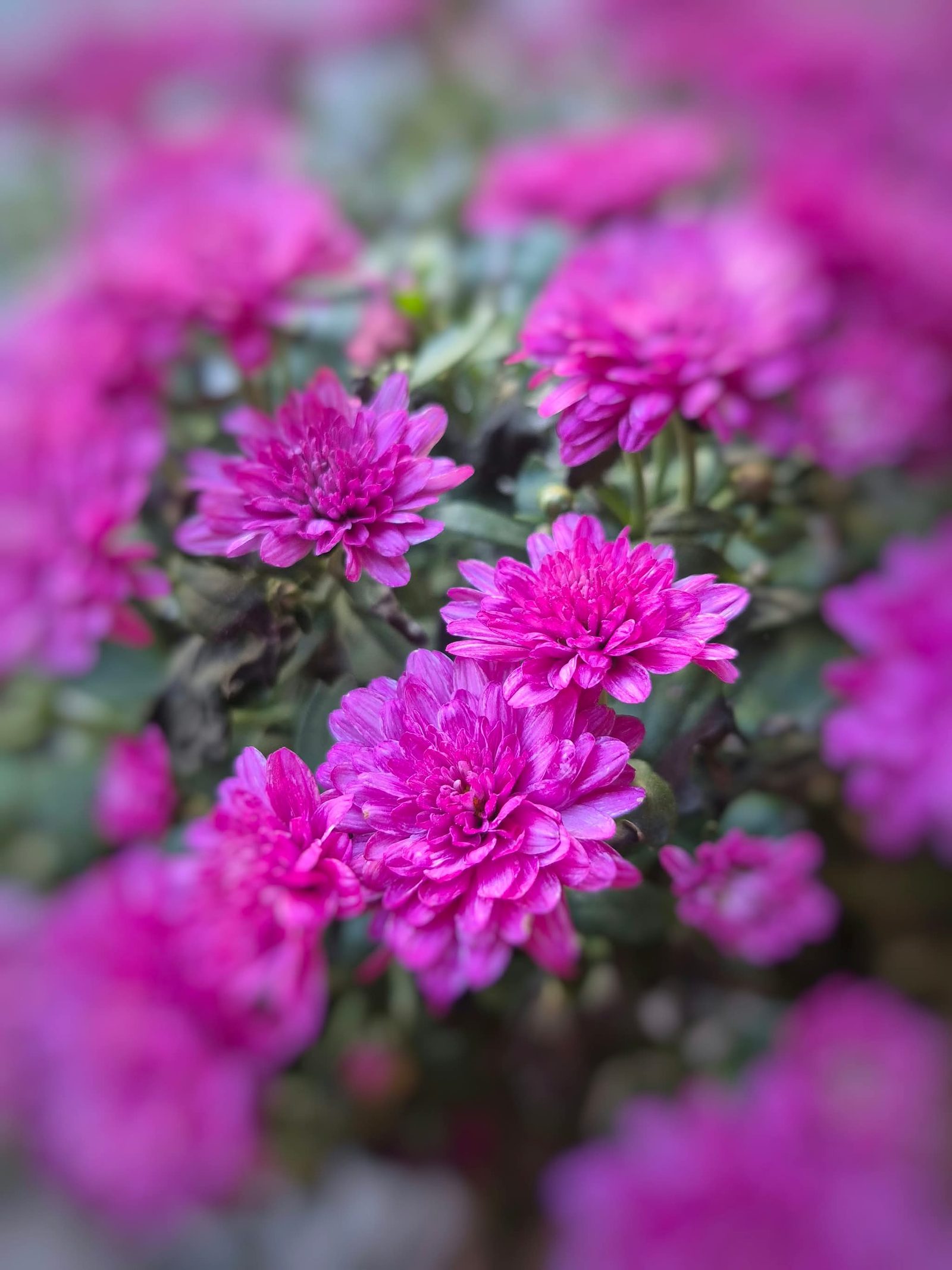 Close-up of bright pink chrysanthemums in bloom, photo by Bonney Cash