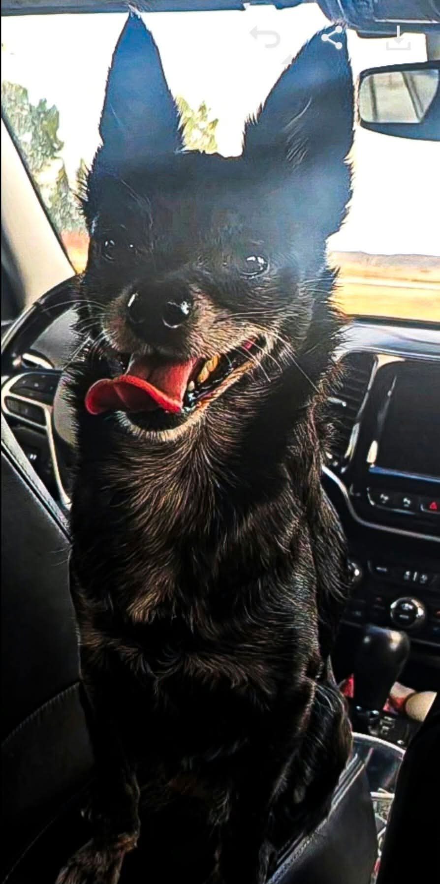 A happy black dog with tall ears and tongue out, riding in a car, photo by Bonney Cash