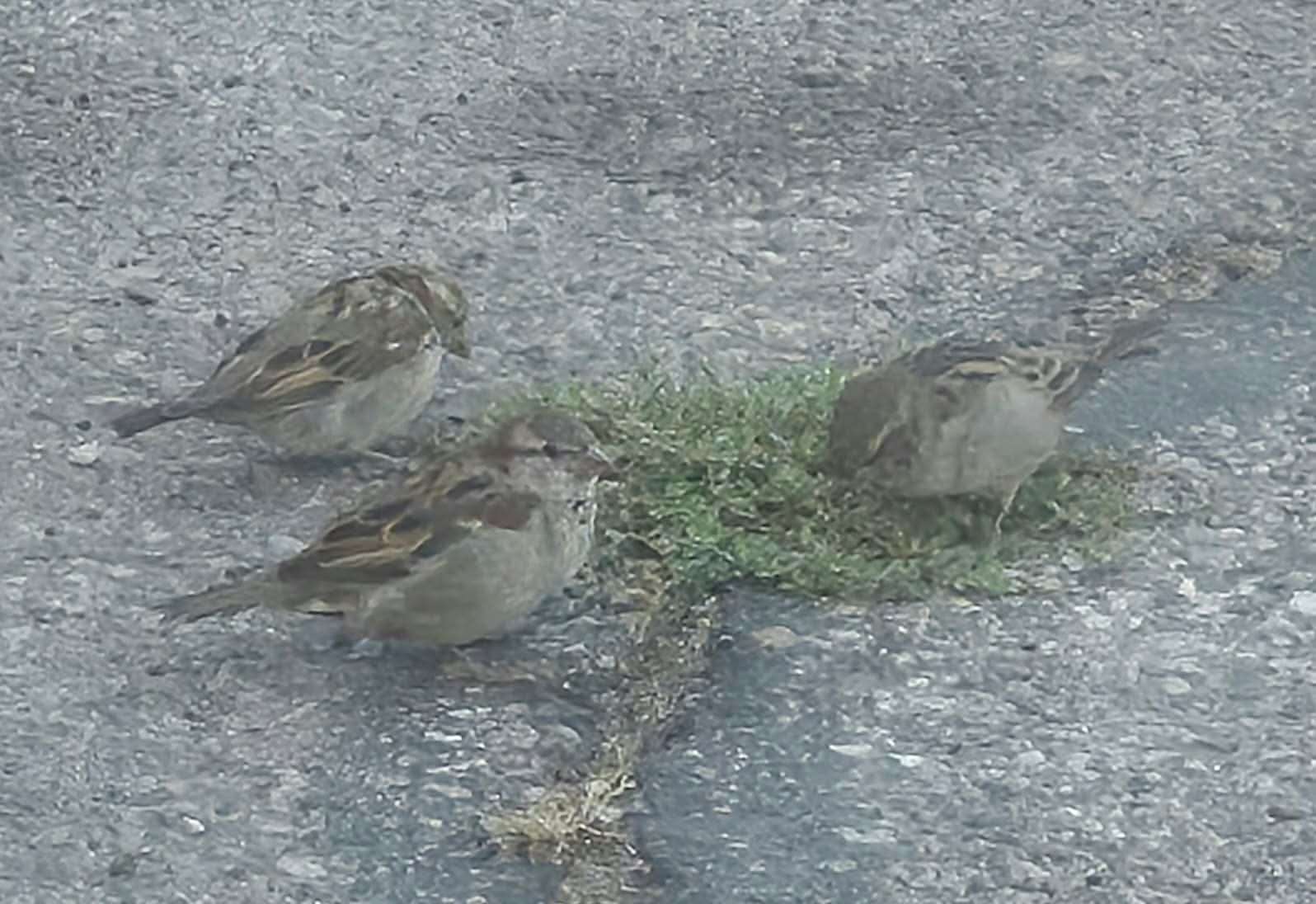 Three sparrows on a pavement crack with a tuft of grass, photo by Bonney Cash