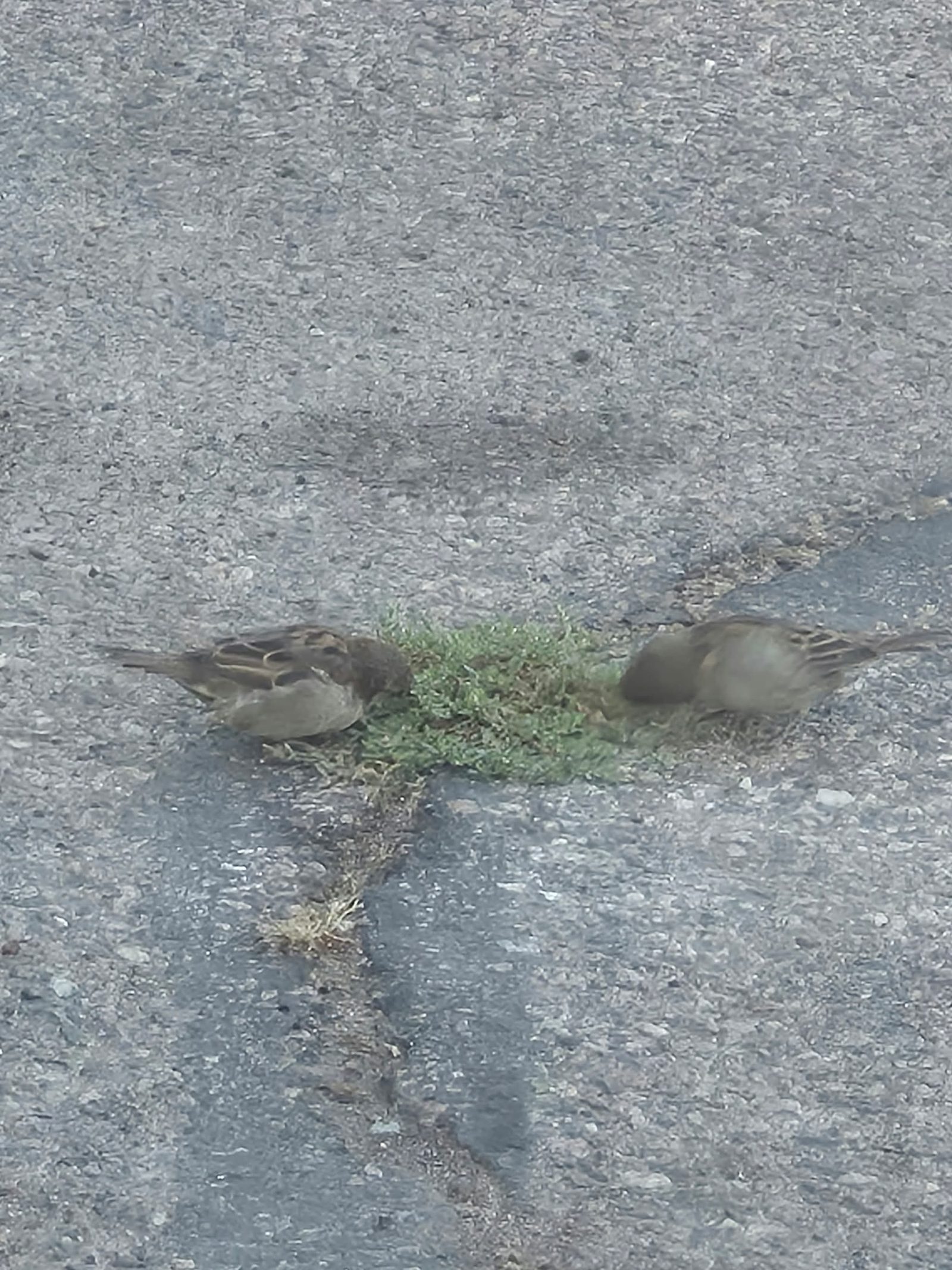 Sparrows gathered around a patch of grass on cracked pavement, photo by Bonney Cash