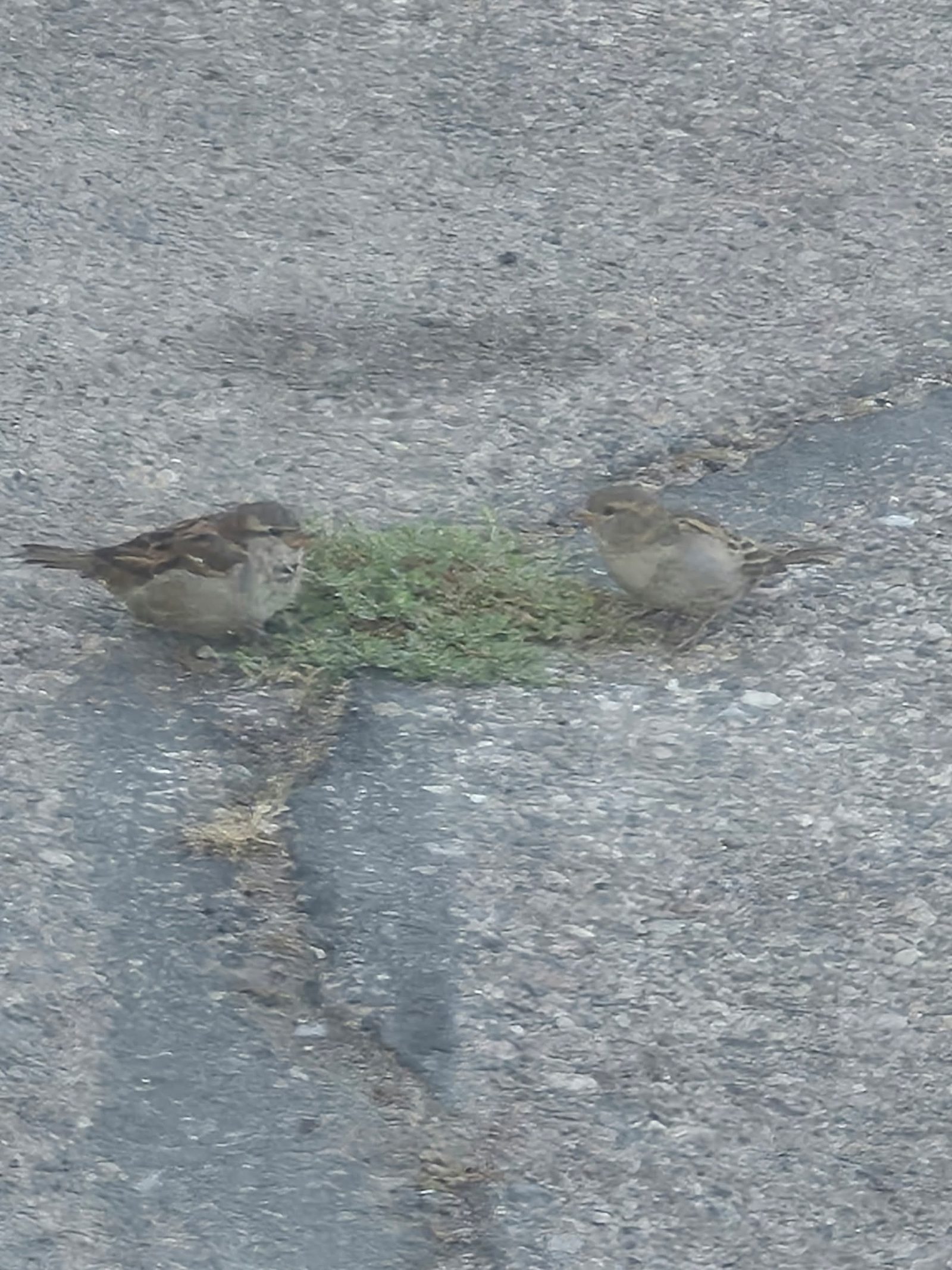 Sparrows foraging on a weathered asphalt surface, photo by Bonney Cash