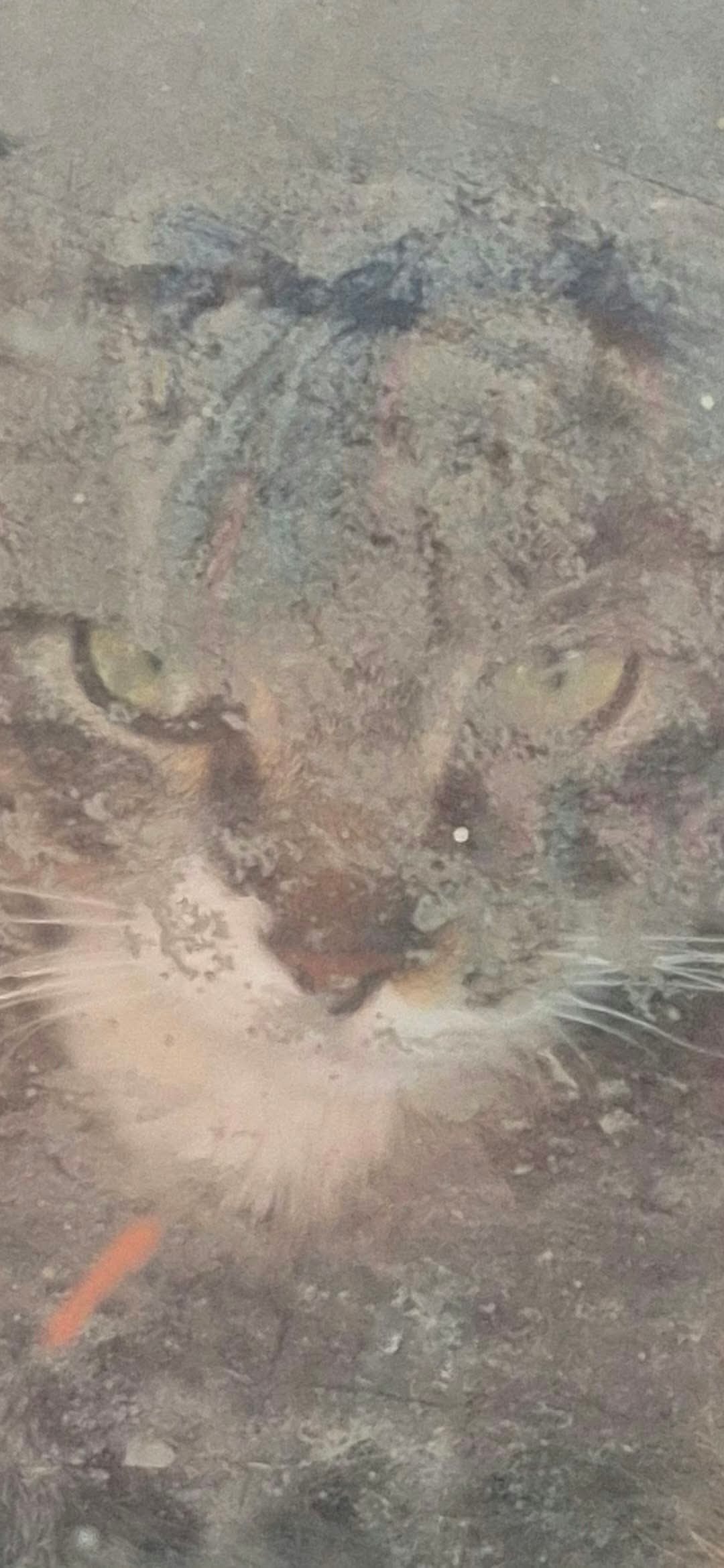 Close-up of a tabby cat's face and green eyes, photo by Bonney Cash